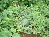 13.07.2012 009.webp