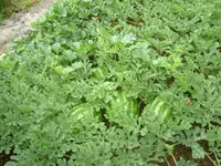 13.07.2012 020.webp