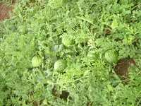 13.07.2012 024.webp