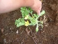 13.07.2012 029.webp