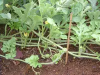 13.07.2012 031.webp