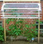 Tomaten 13.07.12-1.1.webp