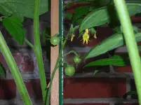 Cocktailtomate 13.07.12.webp