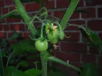 Paprikatomate 13.07.12.webp