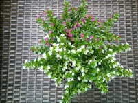 Foto0332.webp