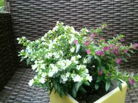 Foto0333.webp