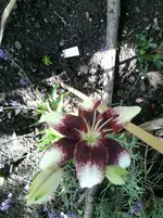 Foto0267.webp