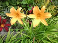 Foto0311.webp