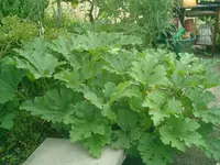 CIMG0013.webp