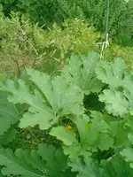 CIMG0014.webp