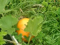 CIMG0007.webp