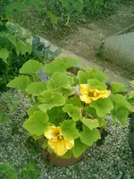 CIMG0035.webp