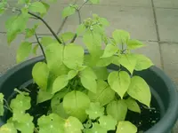 CIMG0046.webp