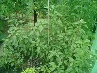 CIMG0010.webp