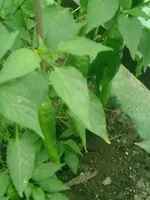 CIMG0011.webp