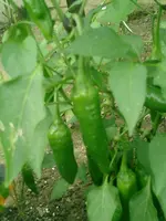 CIMG0012.webp