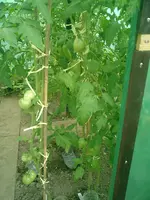 CIMG0018.webp