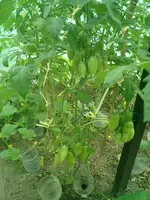 CIMG0020.webp