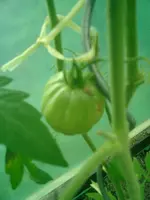 CIMG0021.webp
