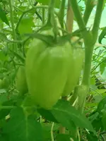 CIMG0025.webp