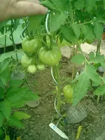 CIMG0027.webp