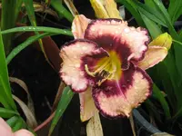 IMG_adamas1_1024x768.webp
