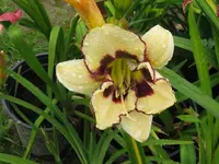 IMG_canadian border petrol_1024x768.webp