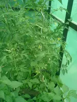 CIMG0028.webp