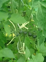 CIMG0029.webp