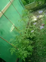 CIMG0034.webp