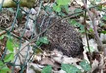 ab durch die Hecke.webp
