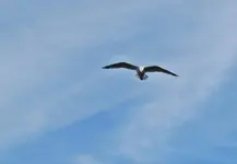 abgehoben v (1).webp