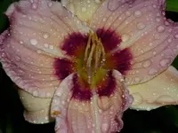 DSCI1494.webp