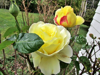 Copy of IMG_2017v.webp