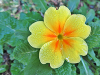 Copy of IMG_2021v.webp