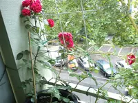 DSC00622.webp