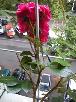 DSC00623.webp