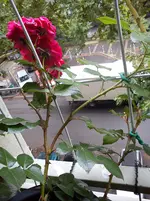 DSC00625.webp