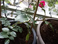 DSC00632.webp