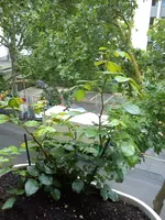 DSC00626.webp