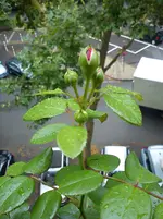 DSC00628.webp