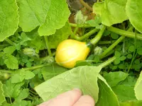 garten juli 2012 034.webp