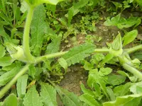 garten juli 2012 038.webp