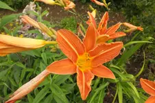 2012_0714Sommer0013.webp