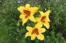 bonanza.webp