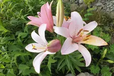 Lilium souvenir.webp