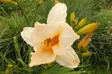 2012_0713Sommer0011.webp