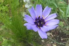 2012_0713Sommer0025kornblume.webp