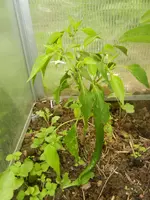 garten juli 2012 009.webp