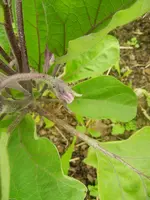 garten juli 2012 008.webp